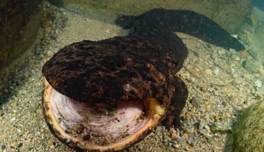 Japanese giant salamander
