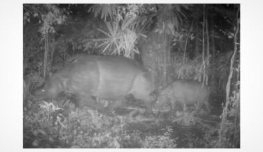 Black-and-white night camera photo shows a large adult and a smaller young tapir walking side by side in a dense, leafy forest. The scene is dimly lit with foliage and tree trunks in the background.