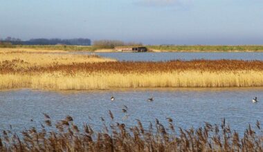 RSPB launches urgent appeal in bid to protect Titchwell Marsh from coastal erosion