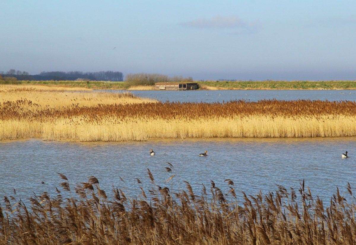 RSPB launches urgent appeal in bid to protect Titchwell Marsh from coastal erosion