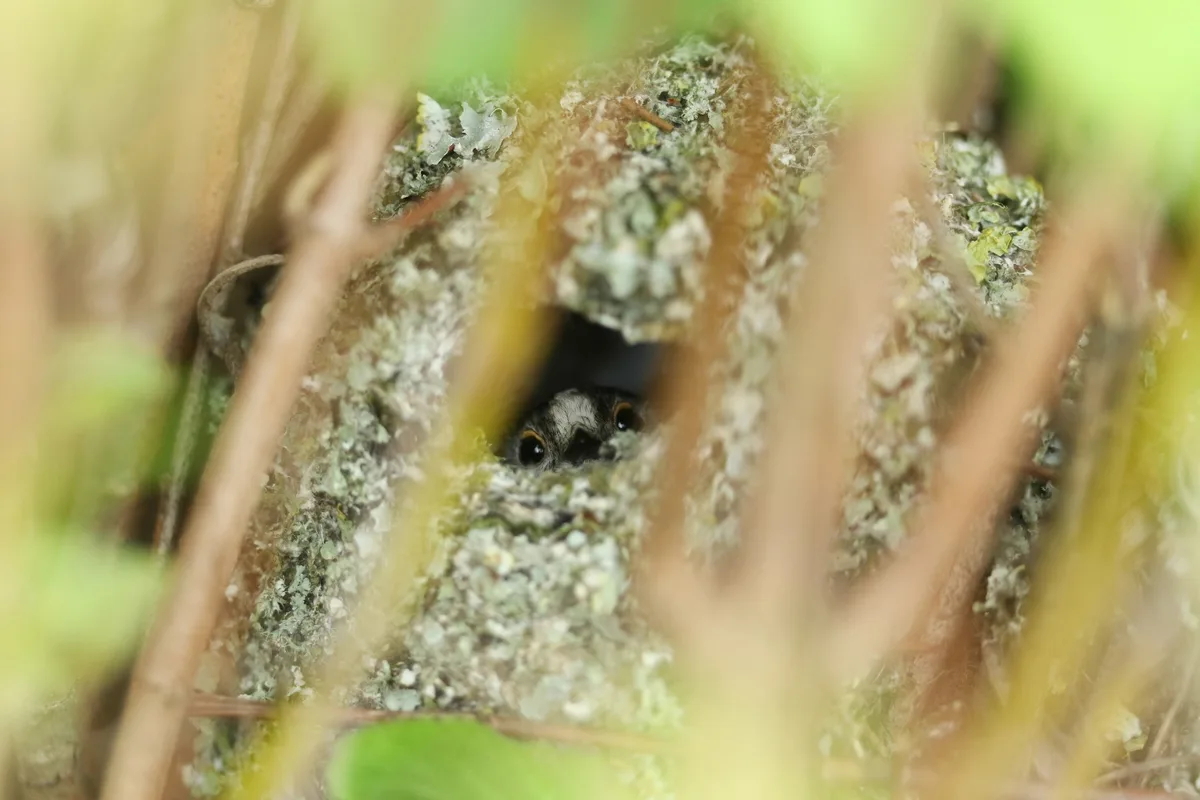 Long-tailed tit in nest
