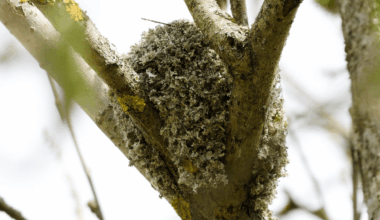 Long-tailed tit nest