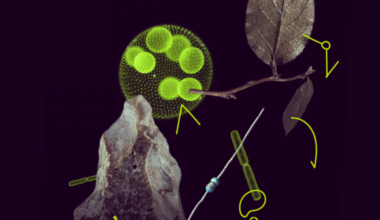 UK-based researchers are once again the top beneficiaries of EU-funded post-doctoral fellowships