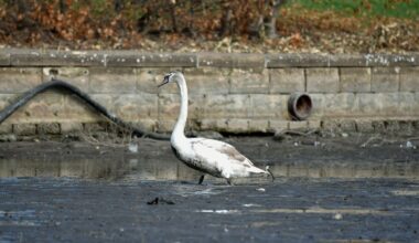 SSPCA step in to rescue stranded swan family