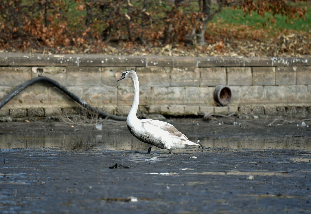 SSPCA step in to rescue stranded swan family
