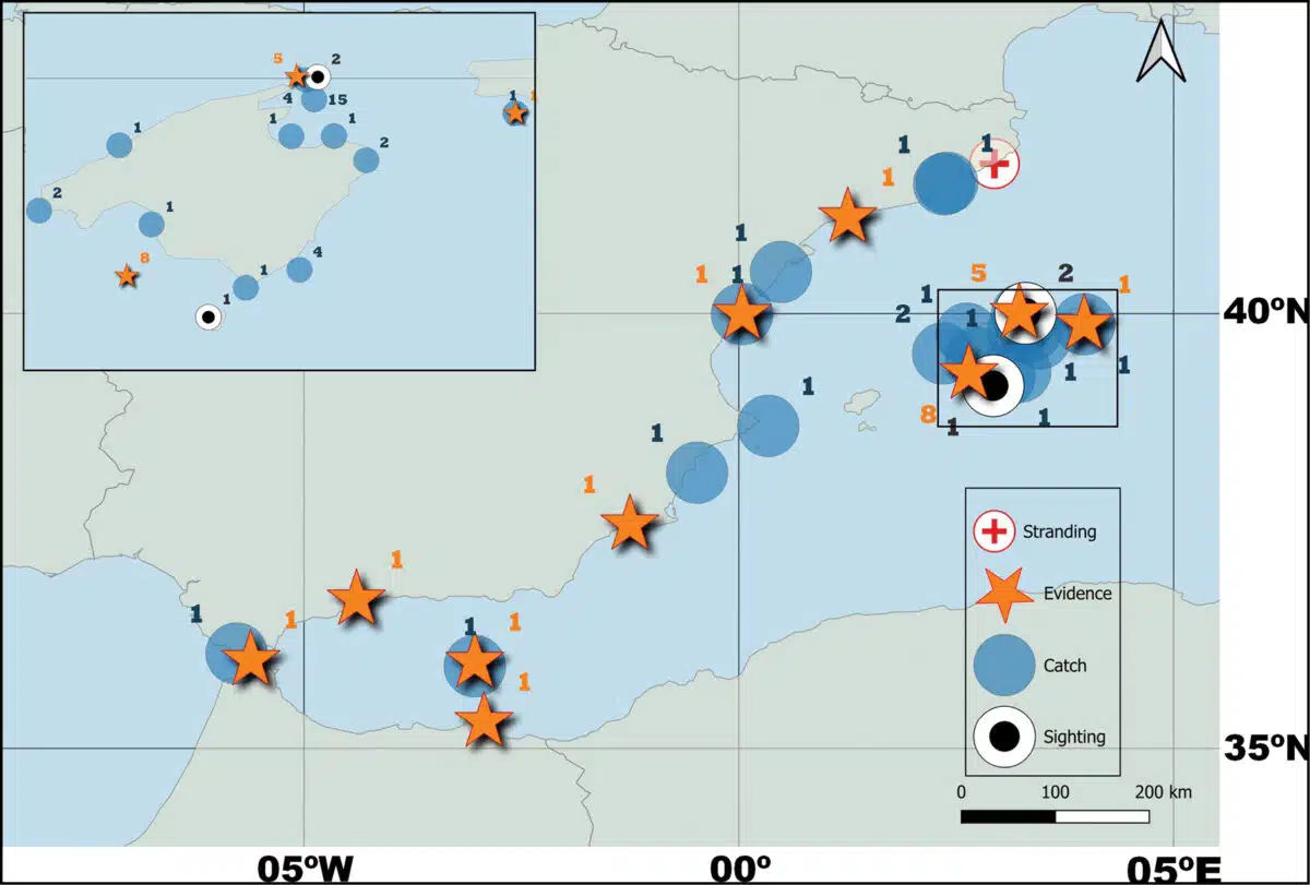 Map Showing The Distribution Of Great White Shark Sightings, Strandings, Catches, And Evidence In The Mediterranean Sea.