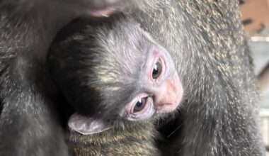 Oakland Zoo Welcomes a New Baby Red-Tailed Monkey