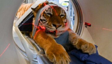 The Big Cat Sanctuary in Smarden, near Ashford, welcomes new mobile CT scanner and clouded leopard, tiger and cheetah benefit