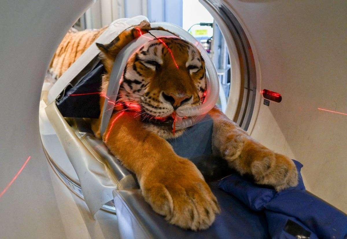 The Big Cat Sanctuary in Smarden, near Ashford, welcomes new mobile CT scanner and clouded leopard, tiger and cheetah benefit