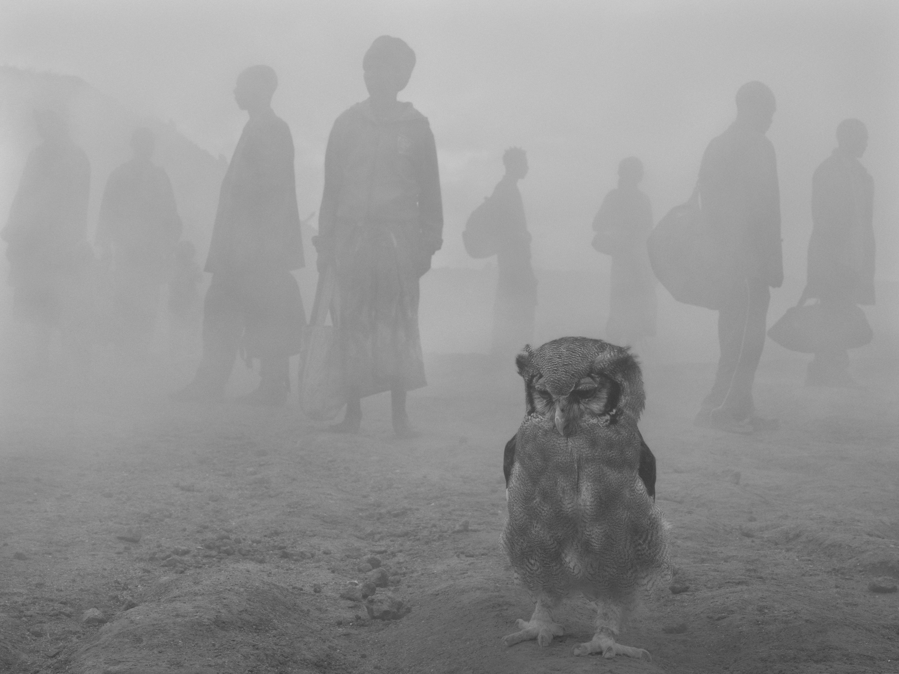 A large owl stands in the foreground on dusty ground, while several silhouetted figures walk through a thick, obscuring fog in the background.