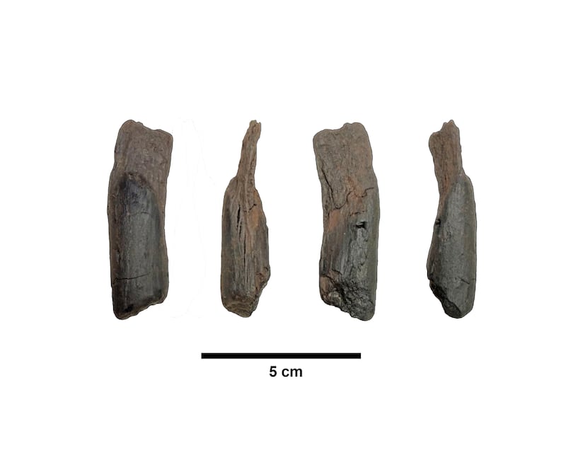 Small wooden tools of uncertain function, dating back 430,000 years, which were recovered from a site in southern Greece. Photograph: Nicholas Thompson via The New York Times
                      