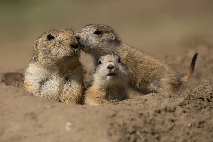 Prairie dogs