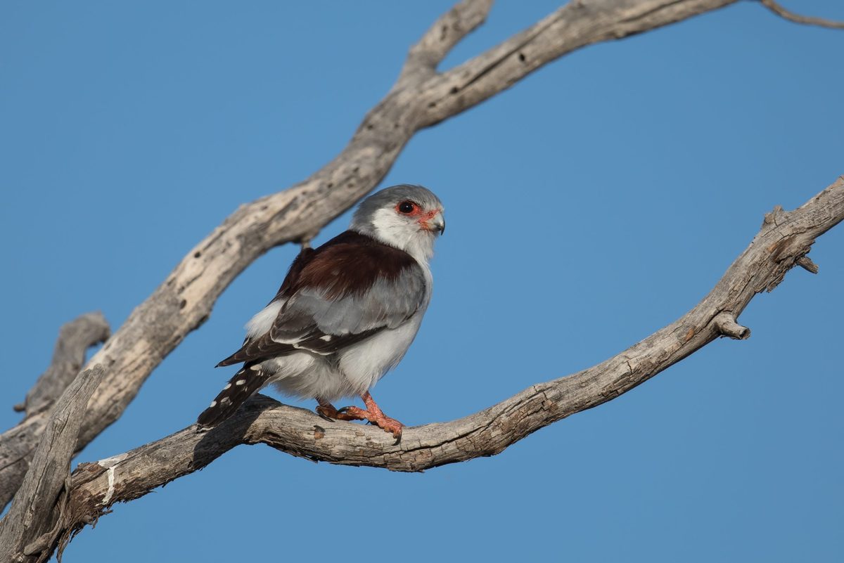 A female Pygmy Falcon also known as African Pygmy Falcon (Polihierax semitorquatus) perched on a dead tree against a clear blue sky, Kalahari desert, South Africa