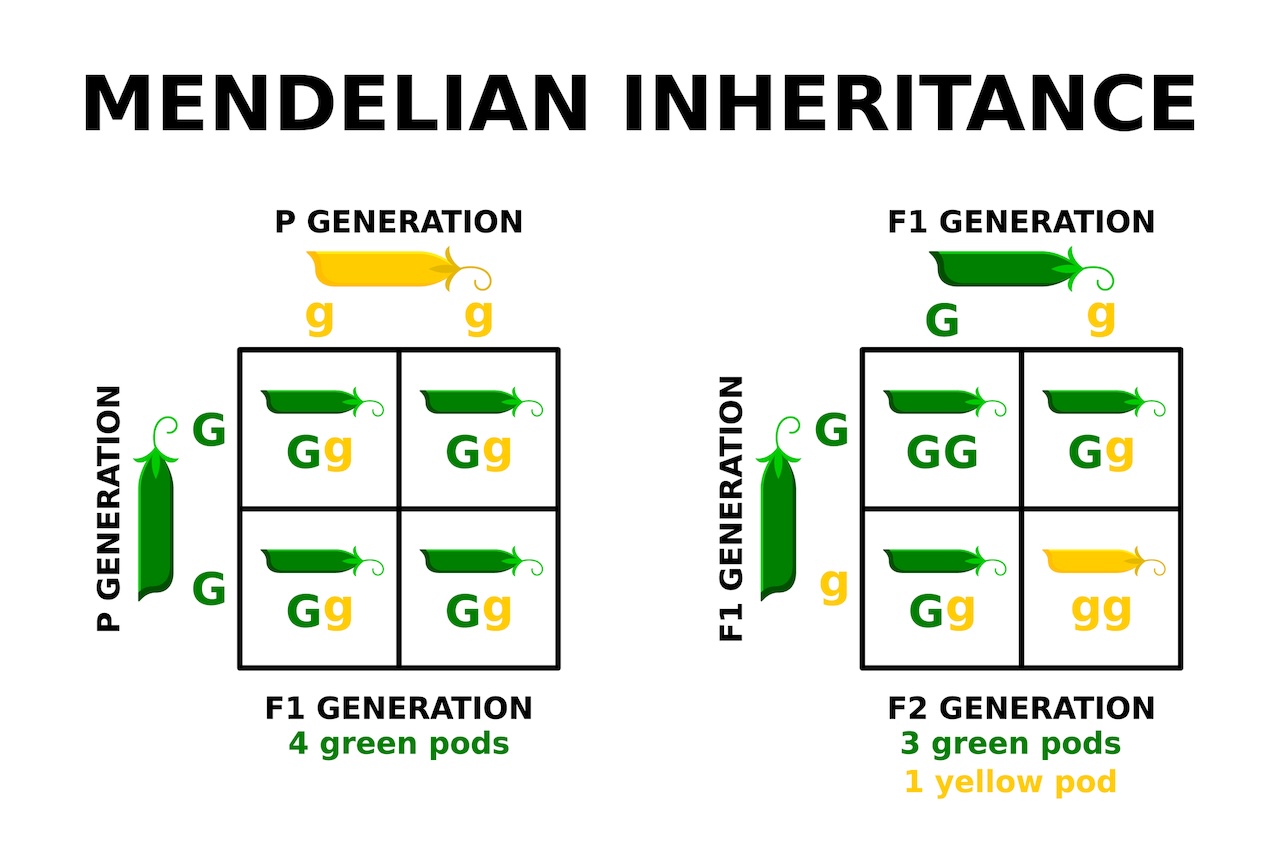 Two punnett squares showing successive generations of pea plants.
