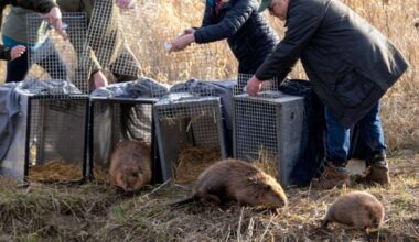 Beavers released at nature restoration site Boothby Wildland near Grantham as ‘ecosystem engineers’