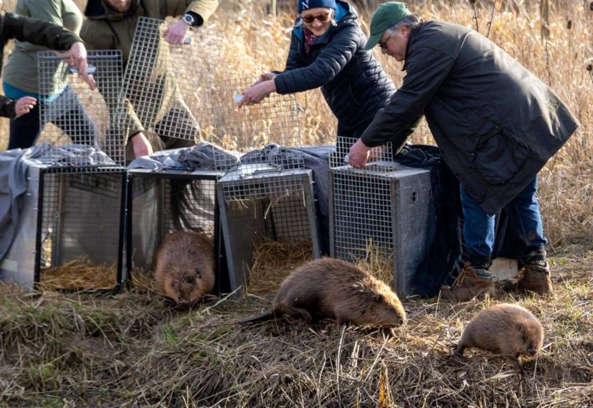 Beavers released at nature restoration site Boothby Wildland near Grantham as ‘ecosystem engineers’
