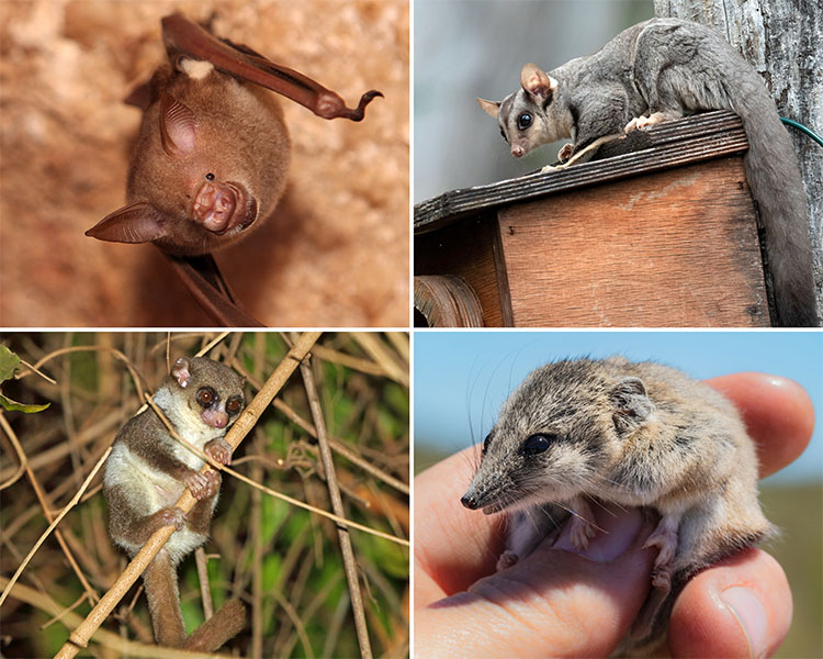 There are four images of little mammals: Commerson&rsquo;s leaf-nosed bats, sugar gliders, fat-tailed dunnarts and fat-tailed dwarf lemurs.