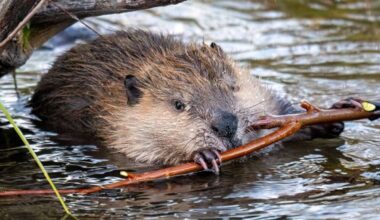 Boothby Wildland ‘overwhelmed’ by response to beaver volunteering appeal
