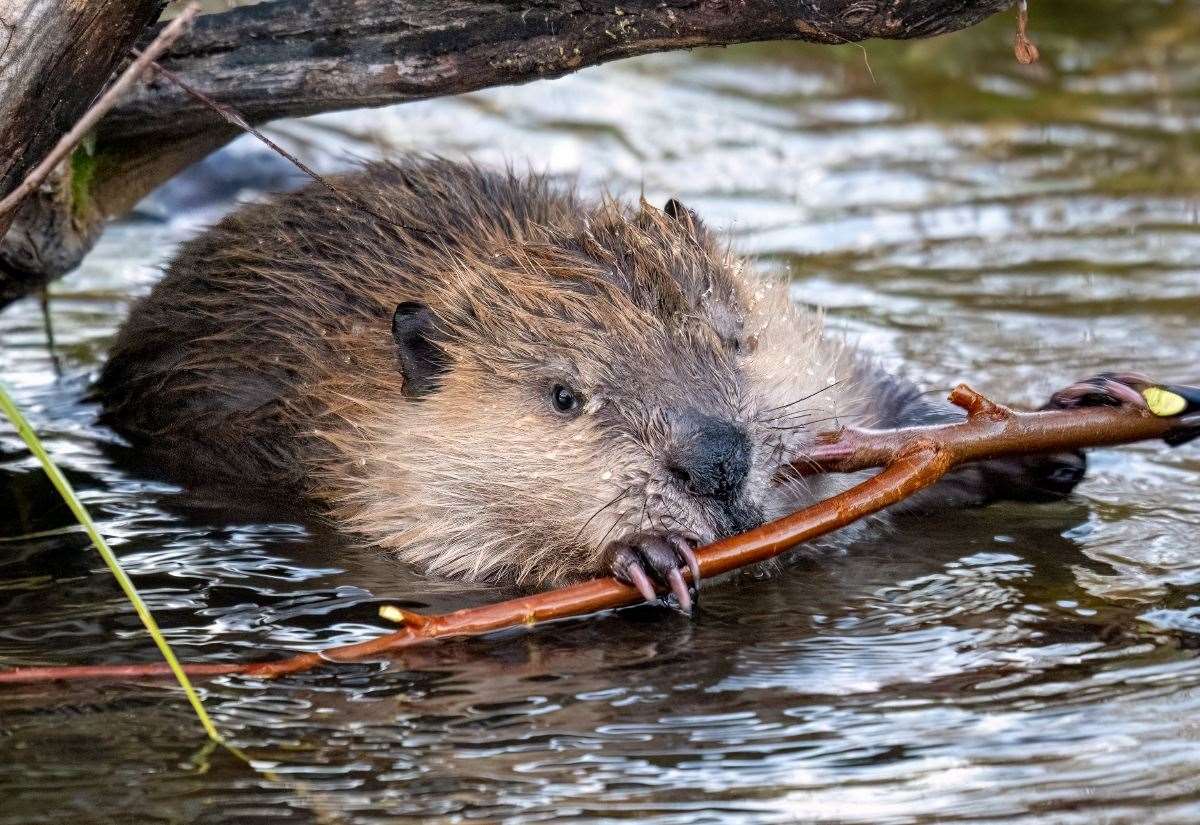 Boothby Wildland ‘overwhelmed’ by response to beaver volunteering appeal