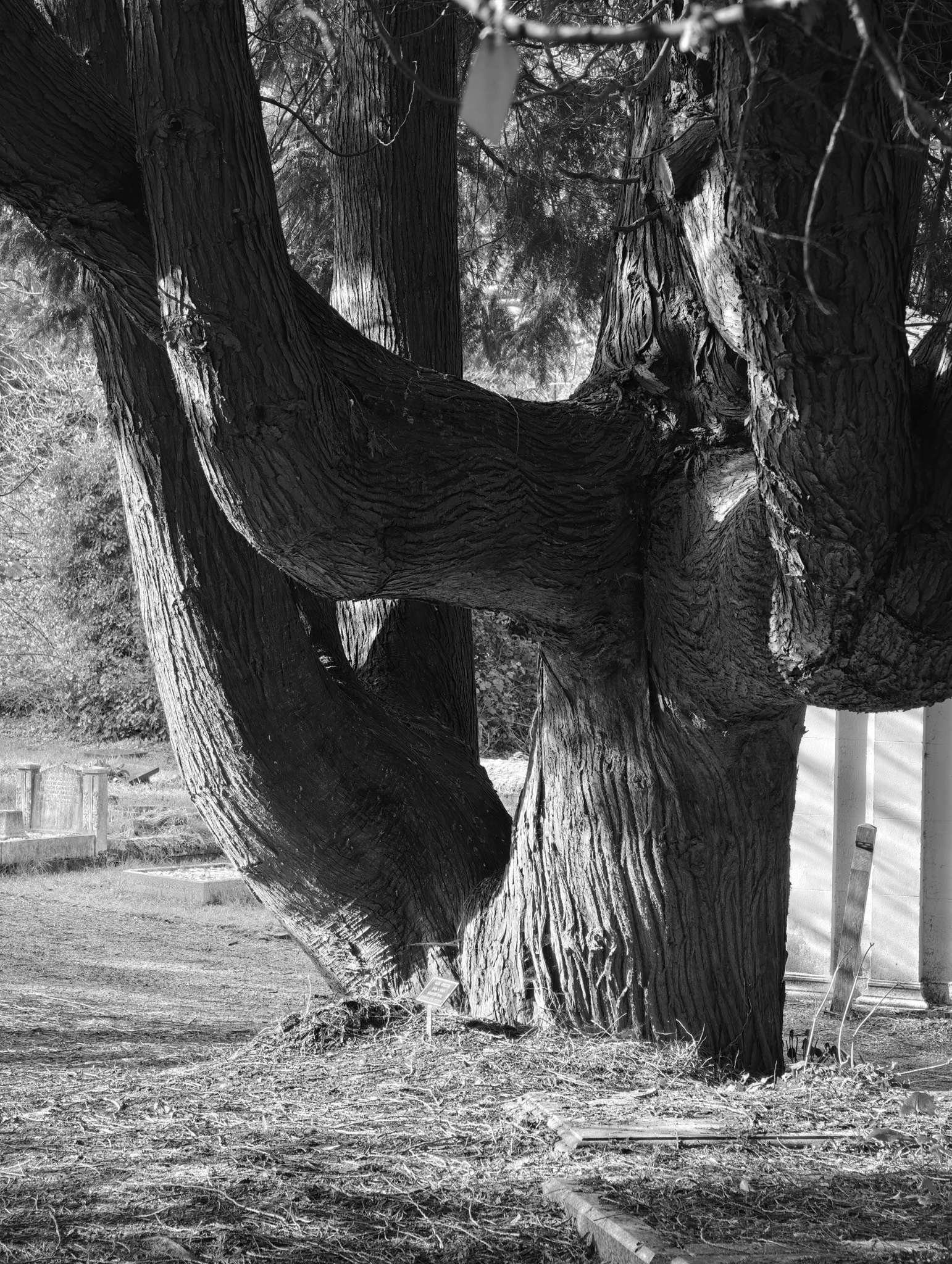 A photo taken on a Leica Leitzphone 200MP smartphone camera