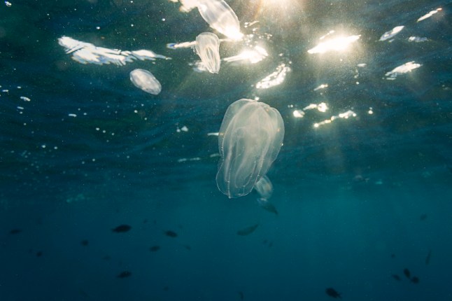 The underwater view of the comb jellies in the Adriatic Sea near Kamenjak, Croatia