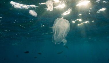 Cannibal jellyfish have invaded one of the most visited cities in Europe | News World