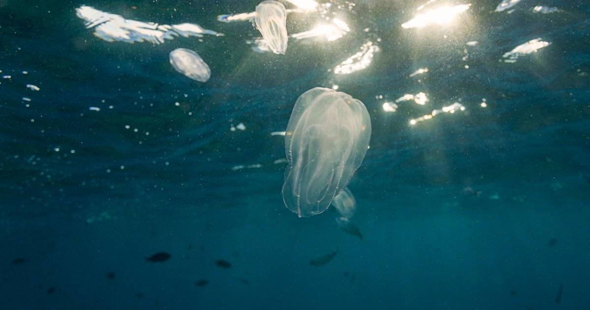 Cannibal jellyfish have invaded one of the most visited cities in Europe | News World