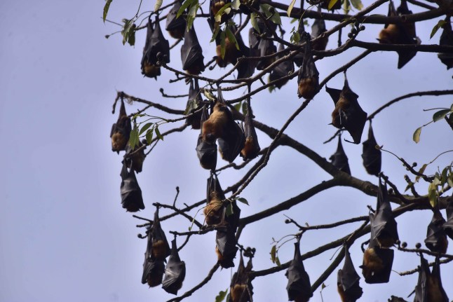 Mandatory Credit: Photo by Anuwar Hazarika/NurPhoto/Shutterstock (16498939f) Bats rest on trees in Nagaon District, Assam, India, on February 1, 2026. INDIA-DISEASE-HEALTH-NIPAH, Nagaon - 01 Feb 2026