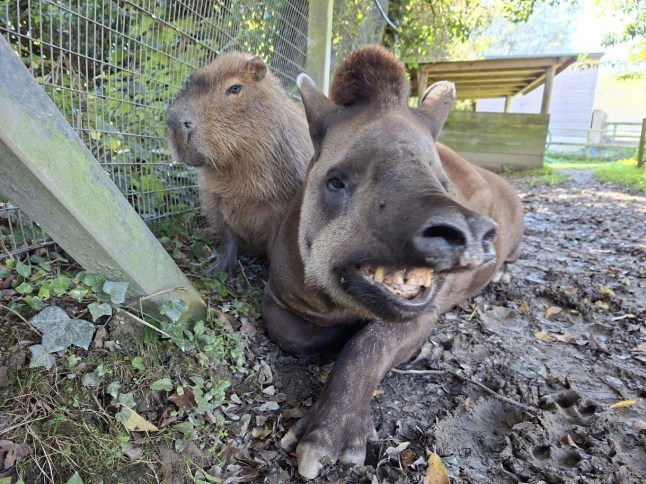 Tapir Al and capybara Johnson posing in their enclosure at Newquay Zoo.