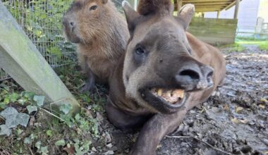 Tapir and capybara put down on same day so neither friend would be lonely | News UK