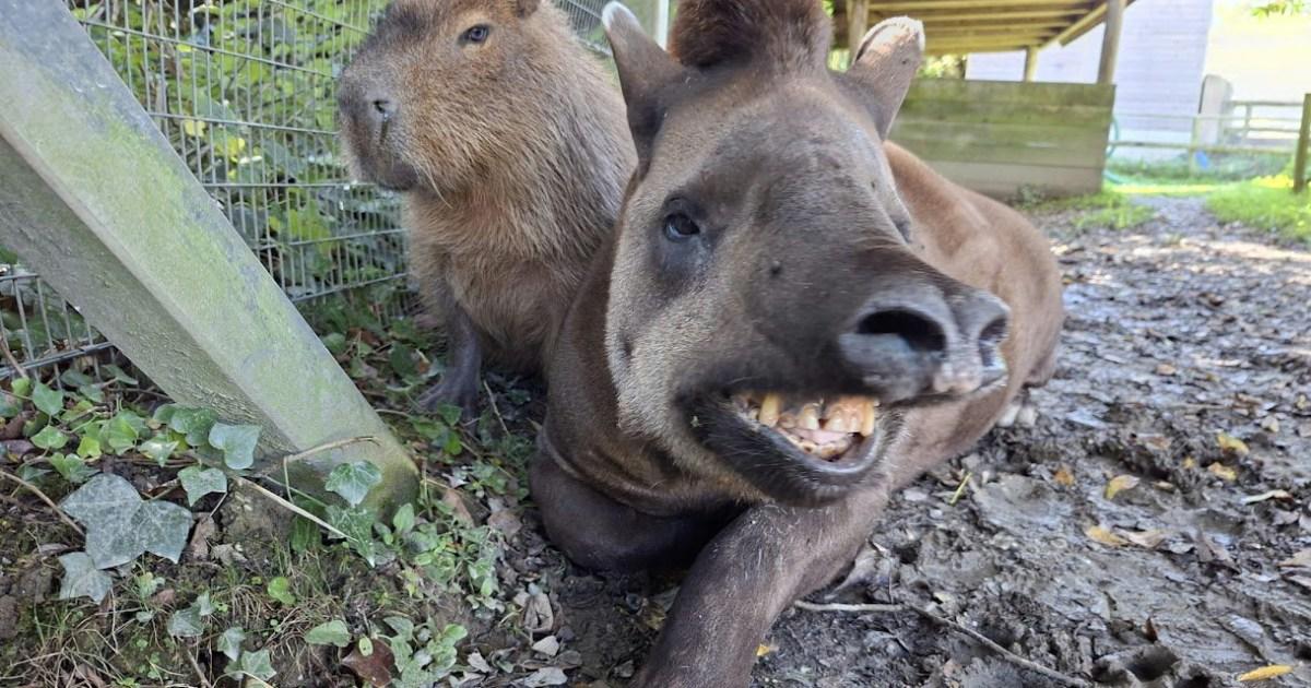 Tapir and capybara put down on same day so neither friend would be lonely | News UK