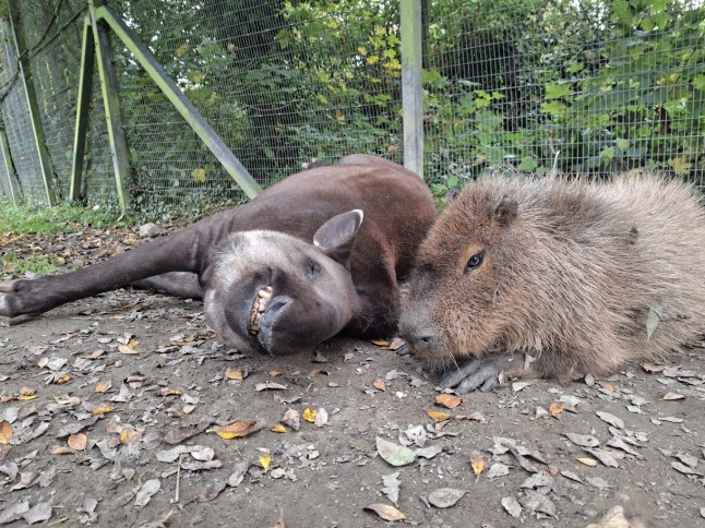 tapir and a capybara that had developed a strong bond were put to sleep on the same day so neither would be lonely