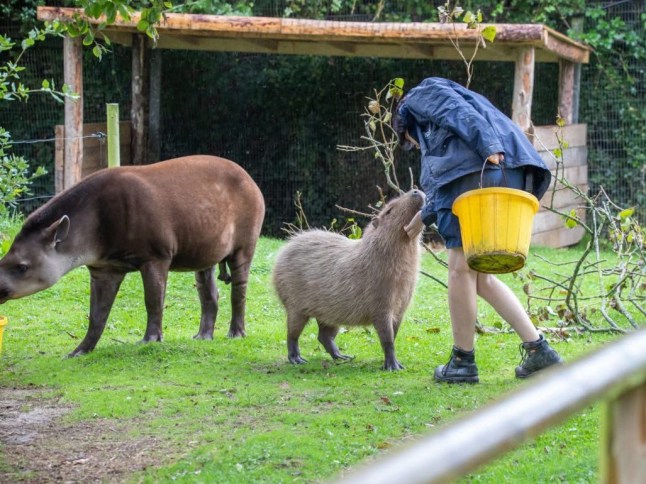 tapir and a capybara that had developed a strong bond were put to sleep on the same day so neither would be lonely