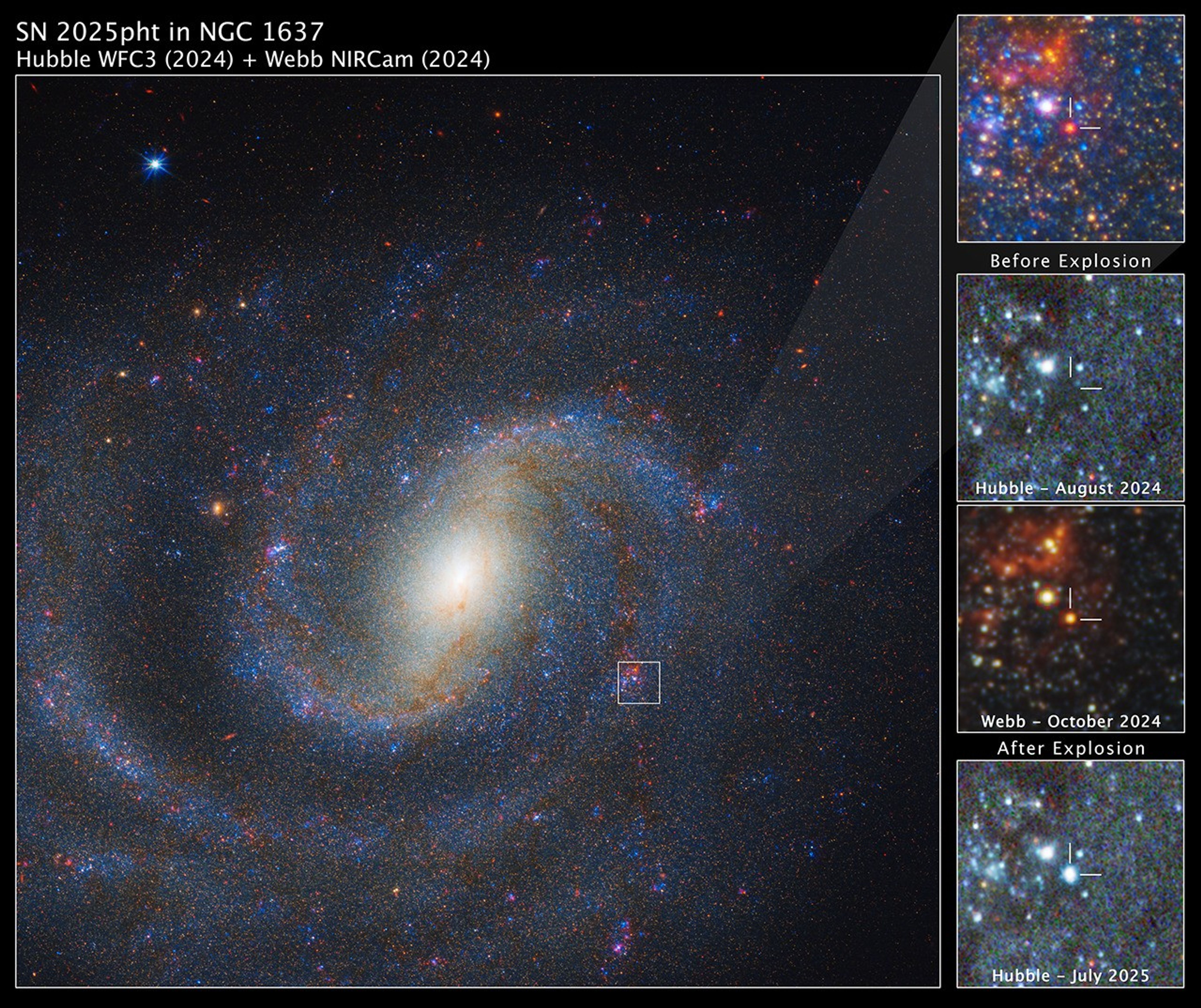 An image labeled “SN 2025 p h t in NGC 1637, Hubble W F C 3 2024 + Webb NIRCam 2024.” Most of the image shows a face-on spiral galaxy speckled with myriad blue and red stars. The yellowish core of the galaxy forms a fuzzy oval tilted to the upper right. About halfway from the core to the edge of the image at about 4 o’clock, a small region in one of the galaxy’s spiral arms is outlined with a white box. A shaded, nearly transparent white triangle extends to a pullout at upper right labeled “before explosion,” which shows a magnified image of the area within the box. Short lines form a crosshair that points to a red star at the center. Below this are three more square images, all with crosshairs at the same location. 1) Hubble August 2024, with nothing visible in the crosshairs, 2) Webb October 2024, with a red star in the crosshairs, 3) Hubble July 2025, with a blue supernova in the crosshairs.