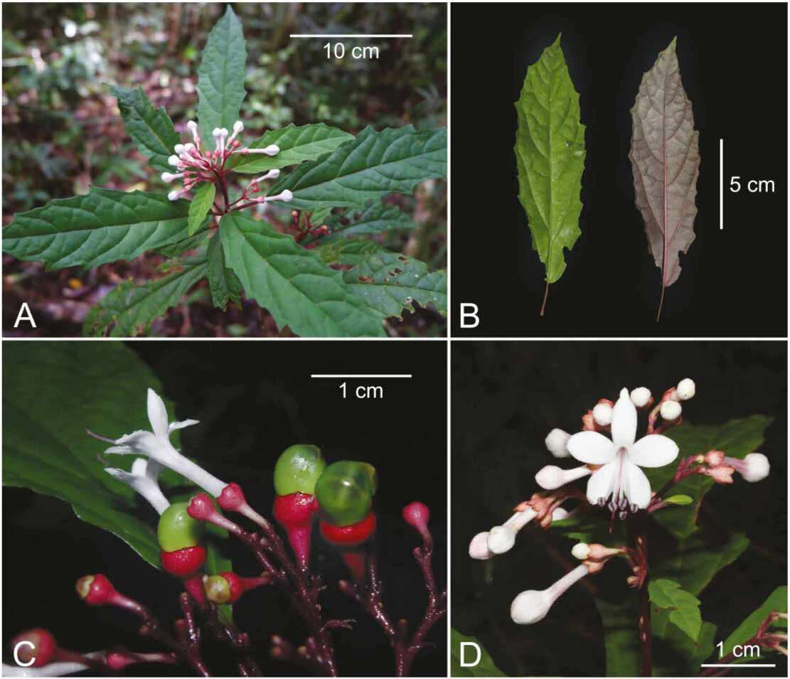Scientists discover tribal medicine for dogs in N. Ecija as distinct plant species