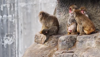 Abandoned baby monkey with plushy ‘mother’ finally finds new family as heartbreaking story goes viral