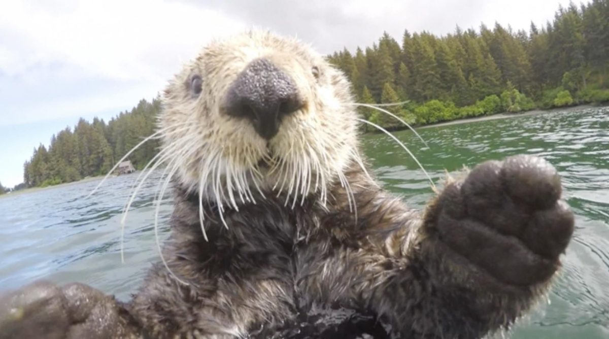 Sea otter BBC spy cam