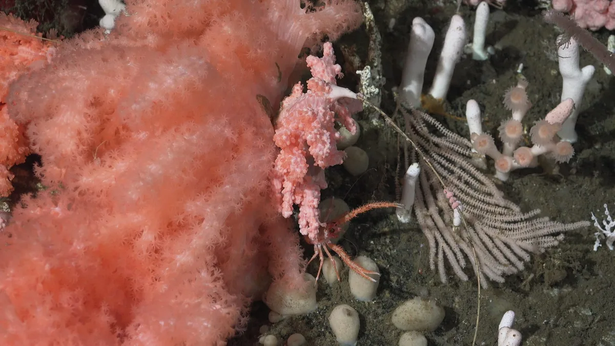 Squat lobster and coral landscape