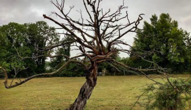 Dead Tree Given New Life on Narnia Film Set - NarniaWeb
