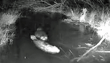 First licensed beaver release at Studland