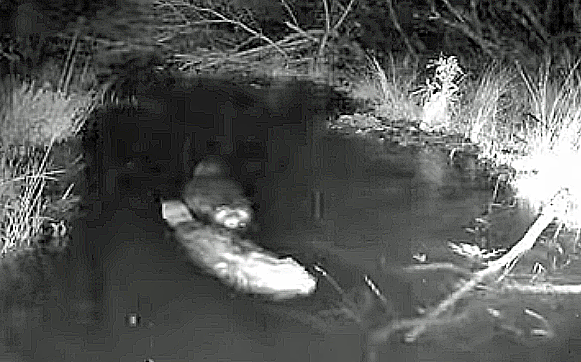 First licensed beaver release at Studland