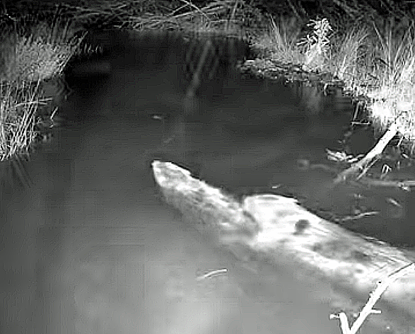Studland beavers mating