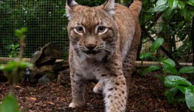 Eurasian Lynx, Ursa, arrives at The Big Cat Sanctuary in Smarden, after being rescued from war-torn Ukraine