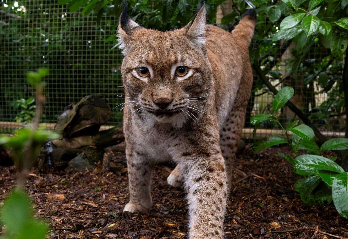 Eurasian Lynx, Ursa, arrives at The Big Cat Sanctuary in Smarden, after being rescued from war-torn Ukraine