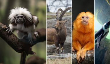 Using AI to preserve the genetic code of endangered species