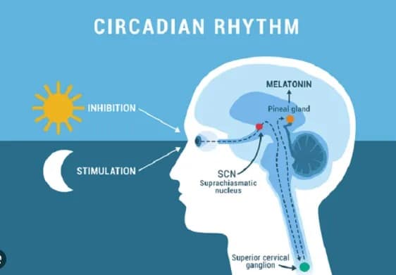 The Circadian Timing System