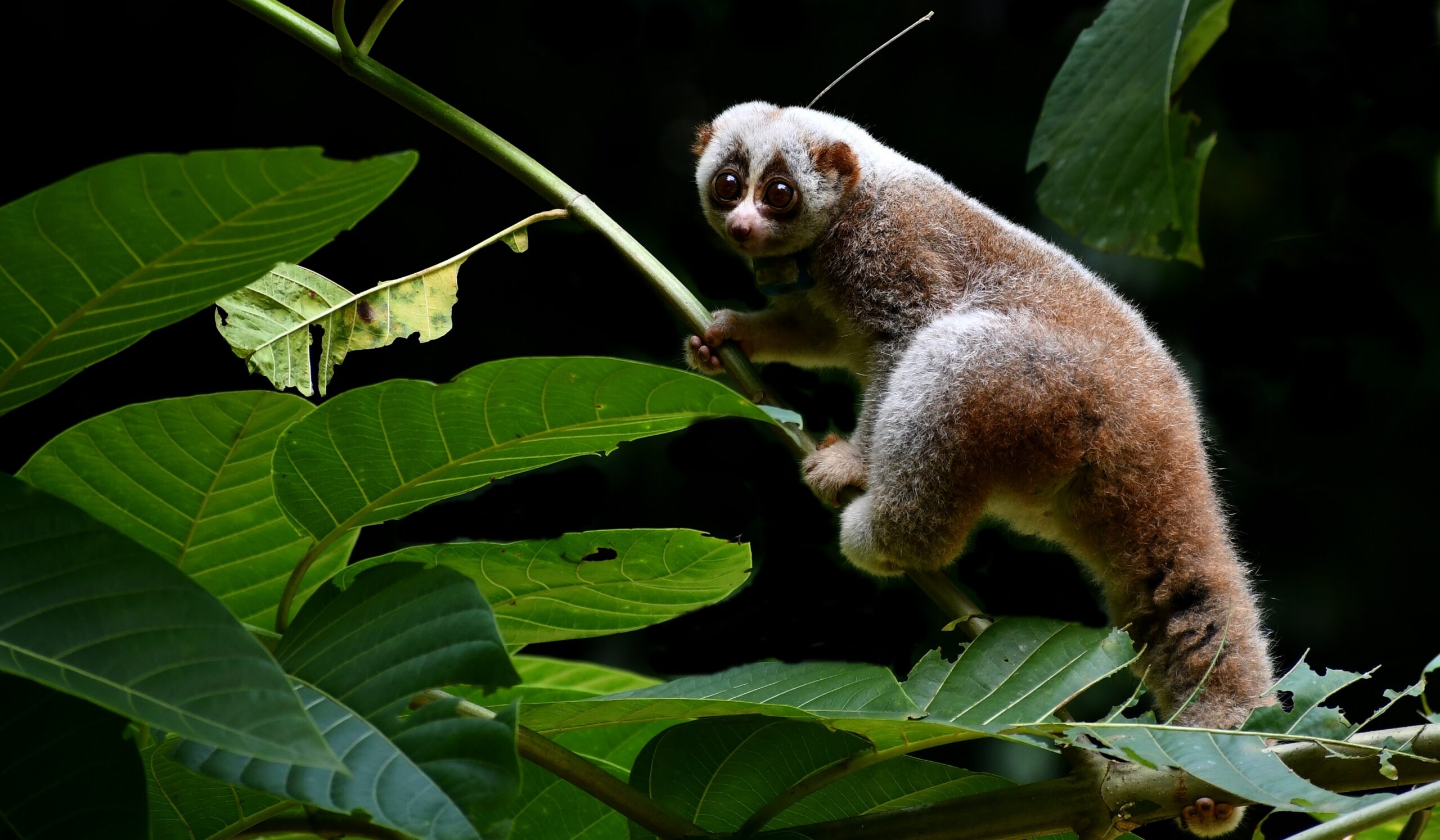 Bengal slow loris