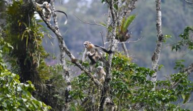 Tonkin snub-nosed monkey