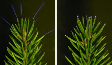 Trees Glow During Thunderstorms, and Scientists Finally Caught It on Camera