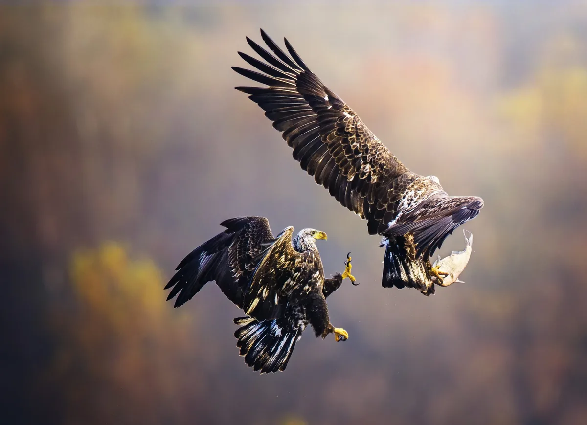 Bald eagle juveniles